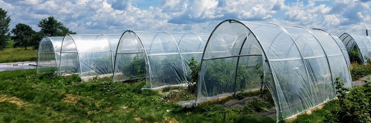 Rows of Greenhouses